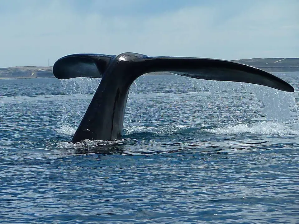 La cola de una ballena franca austral emergiendo del agua cerca de Península Valdés, Argentina